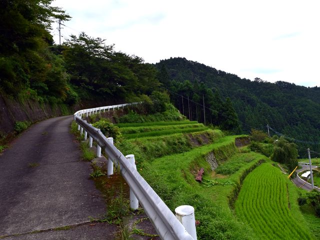 yamainu019.jpg