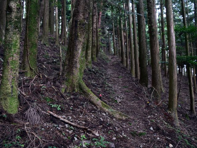 yamainu050.jpg