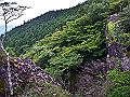 yamainu078_thumb.png