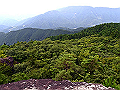 yamainu081_thumb.png