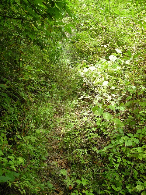 ebosi002.jpg