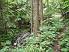 ebosi004_thumb.jpg