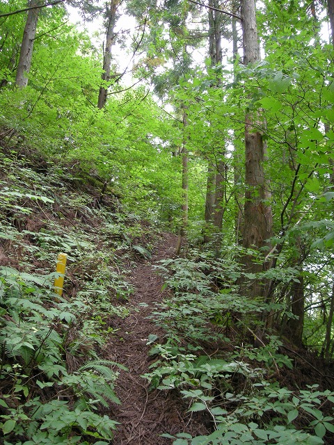 ebosi006.jpg