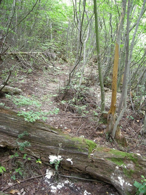 ebosi007.jpg
