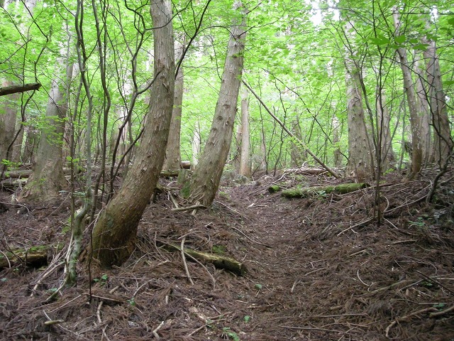 ebosi009.jpg
