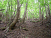 ebosi009_thumb.jpg