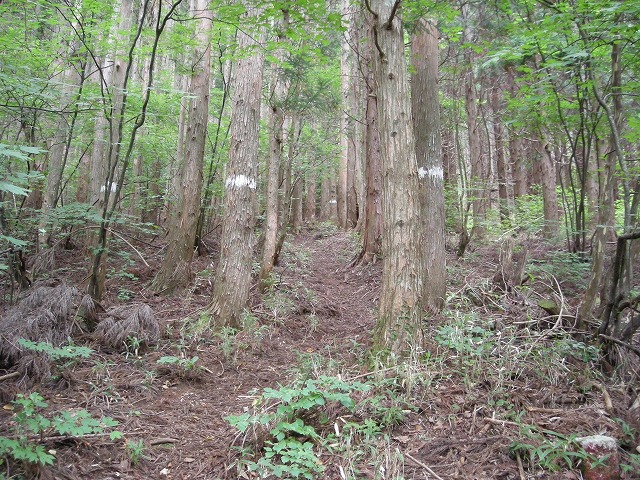 ebosi010.jpg
