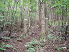 ebosi010_thumb.jpg