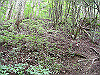 ebosi011_thumb.jpg