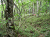 ebosi014_thumb.jpg