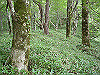 ebosi015_thumb.jpg