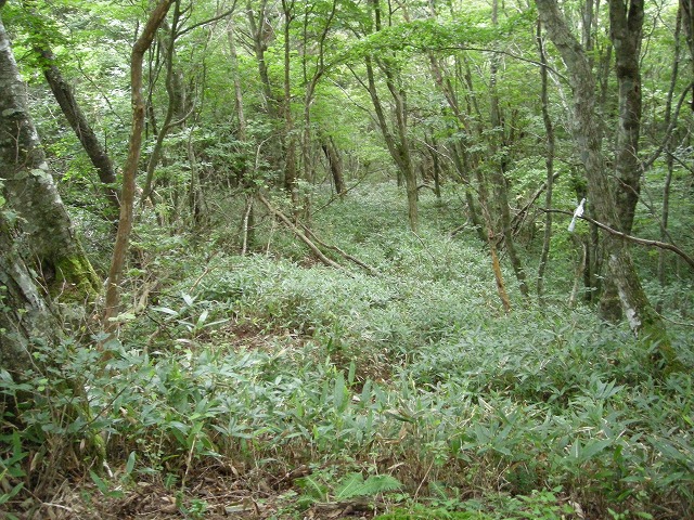 ebosi016.jpg