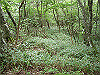 ebosi016_thumb.jpg