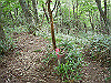 ebosi017_thumb.jpg