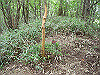 ebosi018_thumb.jpg