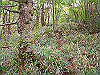 ebosi019_thumb.jpg