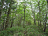 ebosi020_thumb.jpg