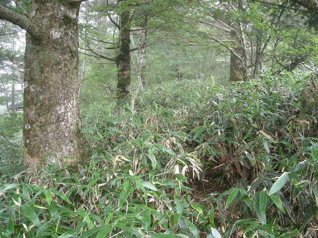 ebosi021.jpg