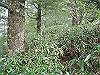 ebosi021_thumb.jpg