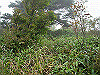 ebosi022_thumb.jpg