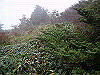 ebosi023_thumb.jpg