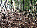 isidou033_thumb.png