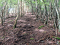 isidou047_thumb.png