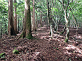 isidou052_thumb.png