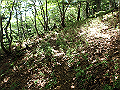 isidou085_thumb.png