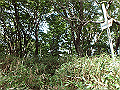 isidou104_thumb.png