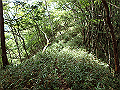 isidou110_thumb.png