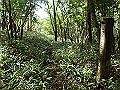 isidou115_thumb.png
