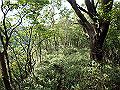 isidou117_thumb.png