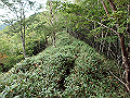 isidou118_thumb.png