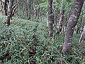 isidou121_thumb.png
