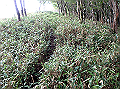 isidou124_thumb.png