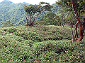isidou128_thumb.png