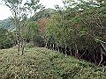 isidou129_thumb.png
