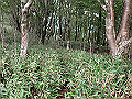 isidou131_thumb.png