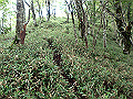 isidou136_thumb.png