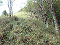 isidou137_thumb.png