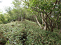 isidou145_thumb.png
