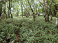 isidou147_thumb.png