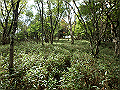 isidou148_thumb.png