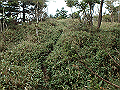 isidou167_thumb.png
