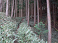 kunimi17_thumb.png