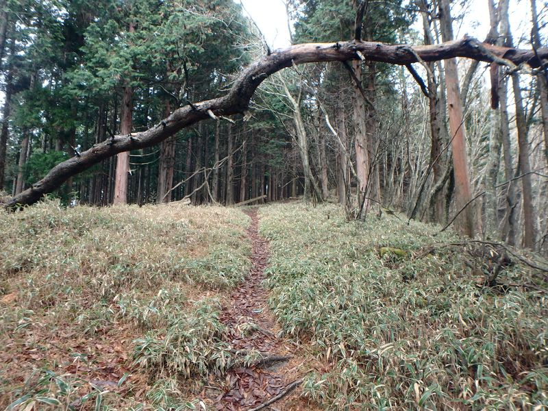kunimi45.jpg