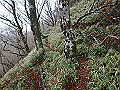 kunimi72_thumb.png