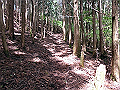 nakatu029_thumb.png