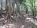 nakatu031_thumb.png